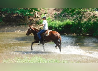 Mule, Hongre, 11 Ans, Alezan brûlé