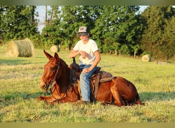 Mule, Hongre, 11 Ans, Alezan brûlé