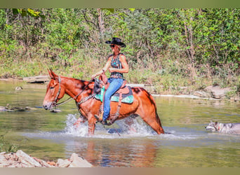 Mule, Hongre, 11 Ans, Alezan brûlé