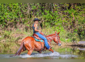 Mule, Hongre, 11 Ans, Alezan brûlé