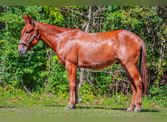 Mule, Hongre, 11 Ans, Alezan brûlé