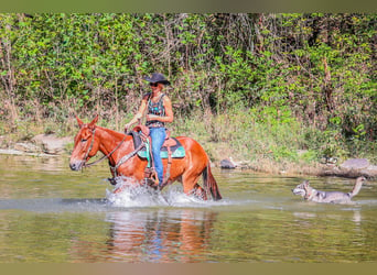 Mule, Hongre, 11 Ans, Alezan brûlé