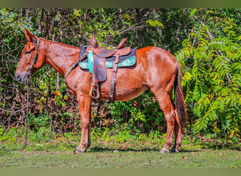 Mule, Hongre, 11 Ans, Alezan brûlé