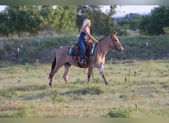 Mule, Hongre, 11 Ans, Isabelle
