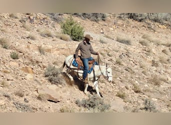 Mule, Hongre, 11 Ans, Tobiano-toutes couleurs