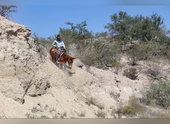 Mule, Hongre, 12 Ans, 142 cm, Alezan brûlé