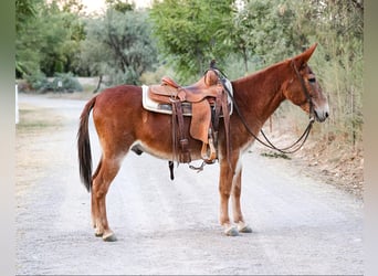 Mule, Hongre, 12 Ans, 142 cm, Alezan brûlé