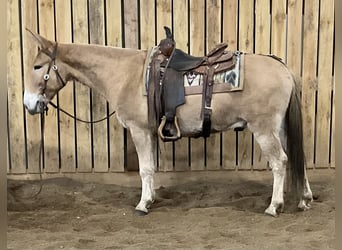 Mule, Hongre, 12 Ans, 142 cm, Isabelle
