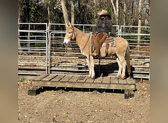 Mule, Hongre, 12 Ans, 142 cm, Isabelle