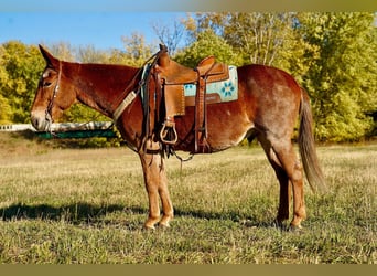 Mule, Hongre, 12 Ans, 150 cm, Rouan Rouge