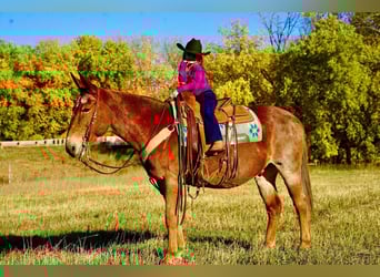 Mule, Hongre, 12 Ans, 150 cm, Rouan Rouge