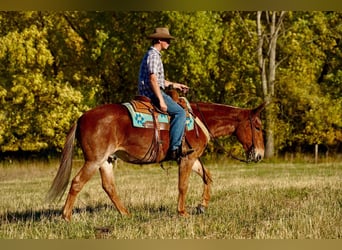 Mule, Hongre, 12 Ans, 150 cm, Rouan Rouge