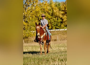 Mule, Hongre, 12 Ans, 150 cm, Rouan Rouge