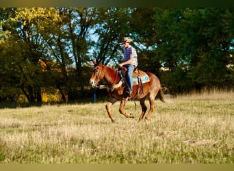 Mule, Hongre, 12 Ans, 150 cm, Rouan Rouge
