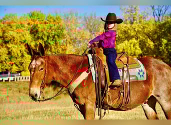 Mule, Hongre, 12 Ans, 150 cm, Rouan Rouge