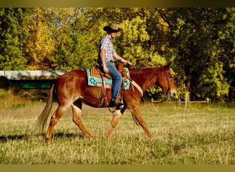 Mule, Hongre, 12 Ans, 150 cm, Rouan Rouge