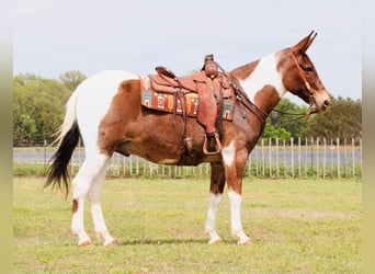 Mule, Hongre, 12 Ans, 152 cm, Pinto