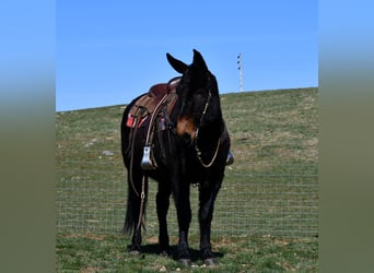 Mule, Hongre, 12 Ans, 157 cm, Noir