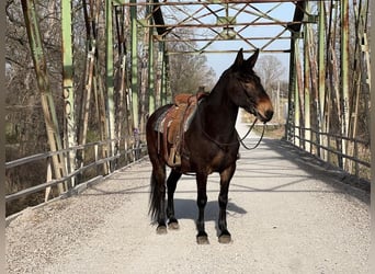 Mule Croisé, Hongre, 12 Ans, 173 cm, Bai brun