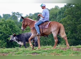 Mule, Hongre, 12 Ans, Alezan cuivré