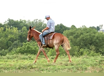 Mule, Hongre, 12 Ans, Alezan cuivré