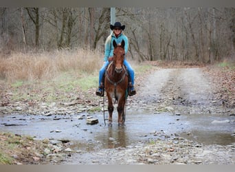 Mule, Hongre, 12 Ans, Alezan cuivré