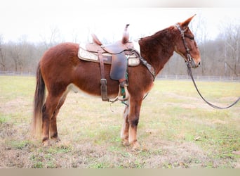 Mule, Hongre, 12 Ans, Alezan cuivré