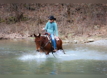 Mule, Hongre, 12 Ans, Alezan cuivré