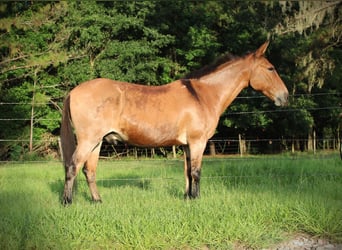 Mule, Hongre, 12 Ans, Isabelle