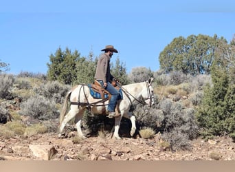 Mule, Hongre, 12 Ans, Tobiano-toutes couleurs