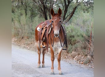 Mule, Hongre, 13 Ans, 142 cm, Alezan brûlé