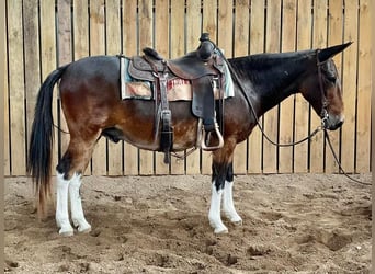 Mule, Hongre, 13 Ans, 142 cm, Bai cerise