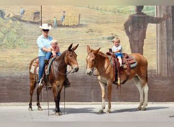 Mule, Hongre, 13 Ans, 142 cm, Bai cerise