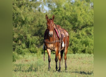Mule, Hongre, 13 Ans, 147 cm, Bai cerise