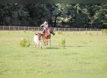 Mule, Hongre, 13 Ans, 155 cm, Alezan cuivré