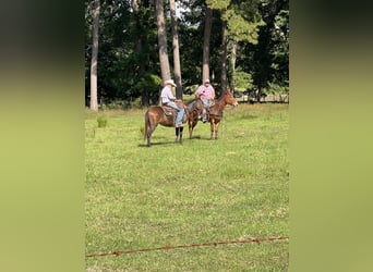 Mule, Hongre, 13 Ans, 155 cm, Alezan cuivré