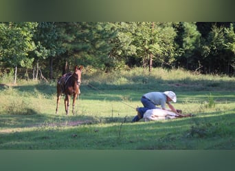 Mule, Hongre, 13 Ans, 155 cm, Alezan cuivré