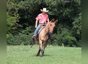 Mule, Hongre, 13 Ans, 155 cm, Buckskin