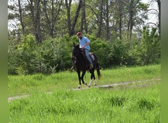 Mule, Hongre, 13 Ans, 155 cm, Noir