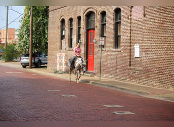 Mule, Hongre, 13 Ans, Alezan brûlé