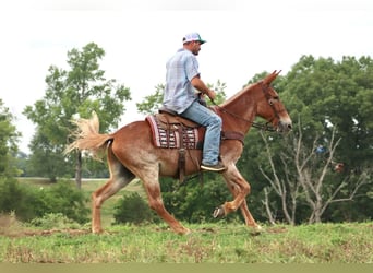 Mule, Hongre, 13 Ans, Alezan cuivré