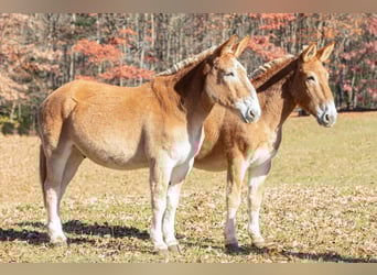 Mule, Hongre, 13 Ans, Alezan cuivré