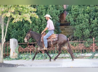 Mule, Hongre, 13 Ans, Bai cerise