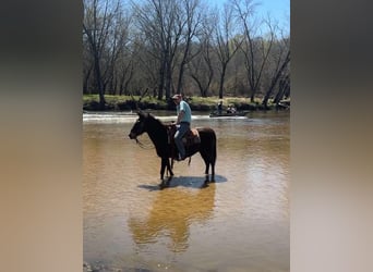 Mule, Hongre, 13 Ans, Bai cerise