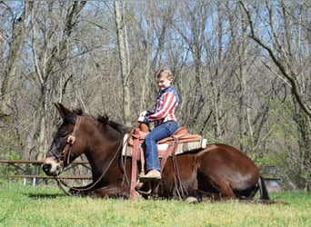 Mule, Hongre, 13 Ans, Bai cerise