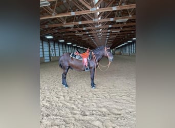 Mule, Hongre, 13 Ans, Noir