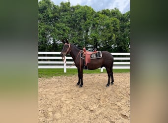 Mule, Hongre, 13 Ans, Noir