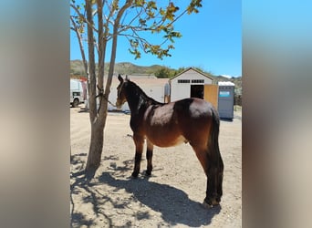 Mule Croisé, Hongre, 14 Ans, 152 cm, Bai cerise