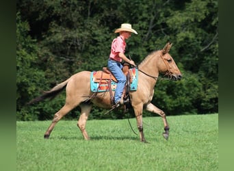 Mule, Hongre, 14 Ans, 155 cm, Buckskin