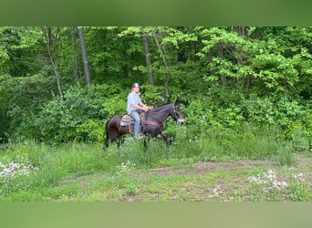 Mule, Hongre, 14 Ans, 155 cm, Noir